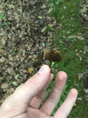 Coltricia cinnamomea