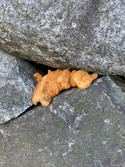 Dacrymyces chrysospermus