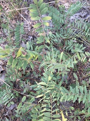 Tephrosia virginiana