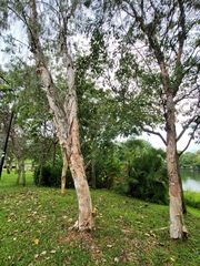 Melaleuca leucadendra