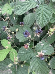 Rubus caesius