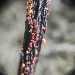 Nectriaceae