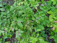 Vaccinium myrtilloides