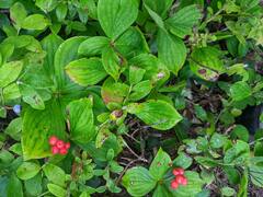 Vaccinium myrtilloides