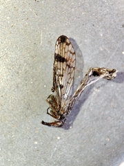 Panorpa meridionalis