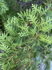 Thuja