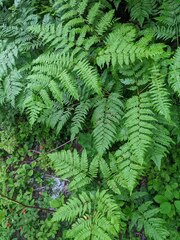 Pteridium aquilinum latiusculum