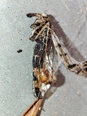 Panorpa meridionalis