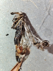 Panorpa meridionalis