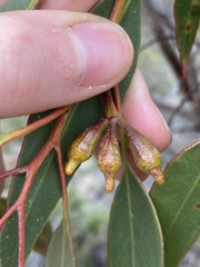 Eucalyptus incrassata