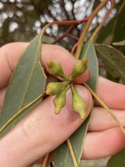 Eucalyptus incrassata