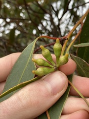 Eucalyptus incrassata