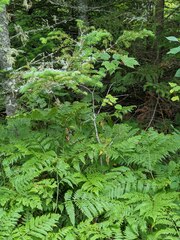 Pteridium aquilinum latiusculum