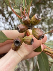 Eucalyptus incrassata
