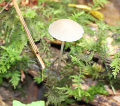 Mycena epipterygia
