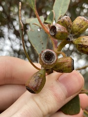 Eucalyptus incrassata