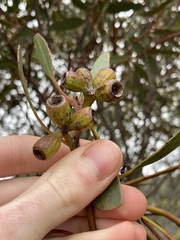 Eucalyptus incrassata