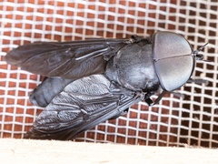 Tabanus atratus