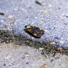 Pseudohermonassa bicarnea