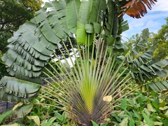 Ravenala madagascariensis