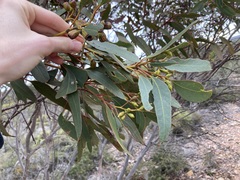 Eucalyptus incrassata