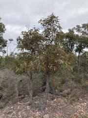 Eucalyptus marginata marginata