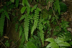 Adiantum diaphanum
