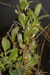 Lindera glauca