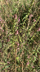 Odontites vulgaris