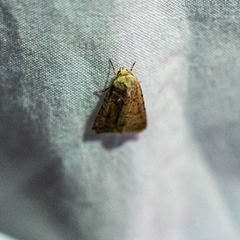 Noctuinae