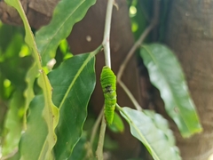 Graphium agamemnon