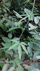 Passiflora caerulea