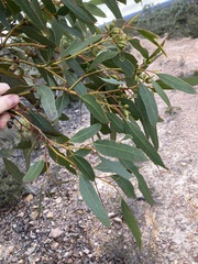 Eucalyptus incrassata