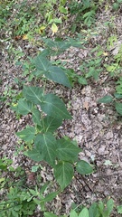 Vincetoxicum hirundinaria