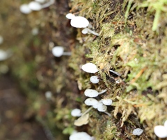 Delicatula integrella
