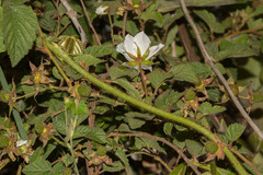 Rubus croceacanthus