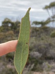 Eucalyptus incrassata