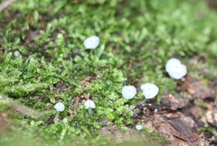 Delicatula integrella
