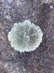 Flavoparmelia baltimorensis