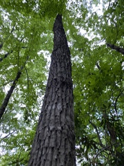 Quercus montana