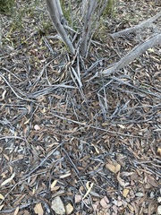 Eucalyptus incrassata