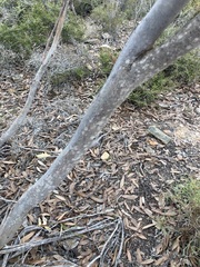 Eucalyptus incrassata