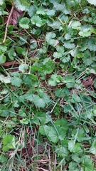 Dichondra carolinensis