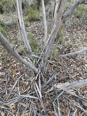 Eucalyptus incrassata