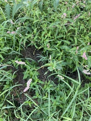 Persicaria pensylvanica