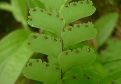 Adiantum diaphanum