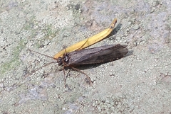 Polycentropodidae