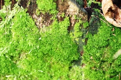 Dicranum montanum