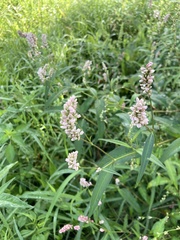 Persicaria pensylvanica