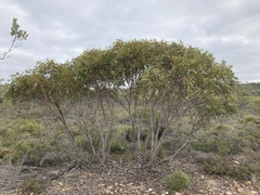 Eucalyptus incrassata